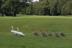 2023-RyderCup-ganzen